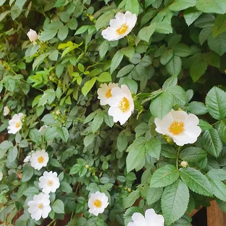 Landhof Steinbaeck Otel