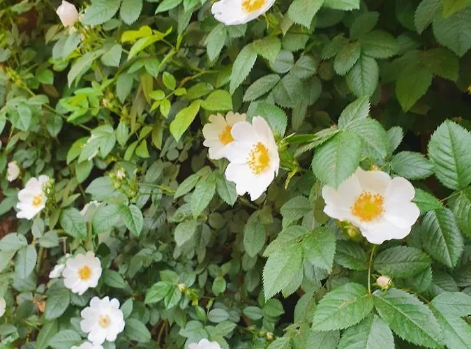 Landhof Steinbäck Hotel